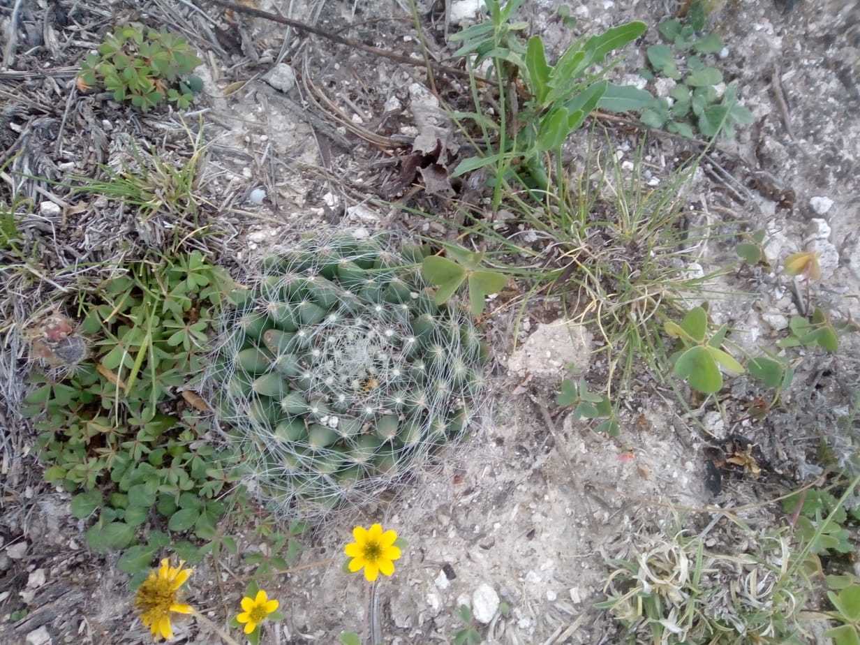 Mammillaria zephyranthoides